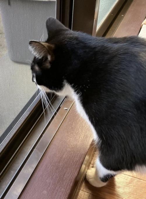 外にいる黒猫を見つめる白黒猫