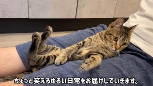 膝の間にすわっている猫
