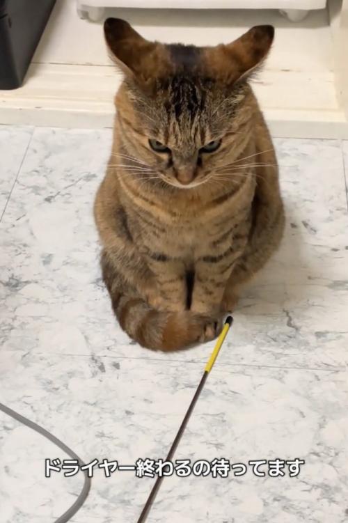 睨みつける猫