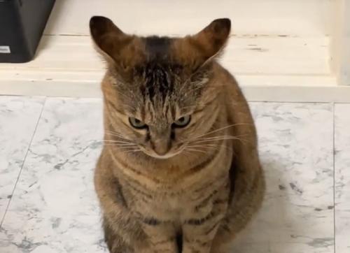 イカ耳の猫