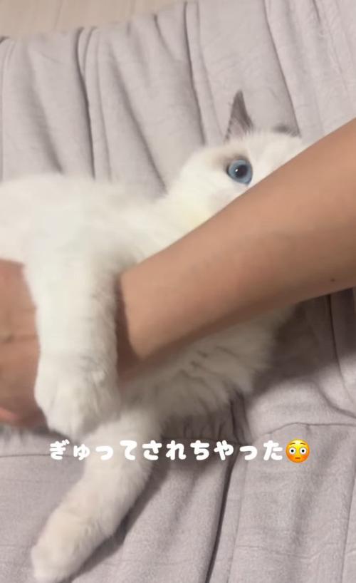 ママさんの腕を掴む子猫