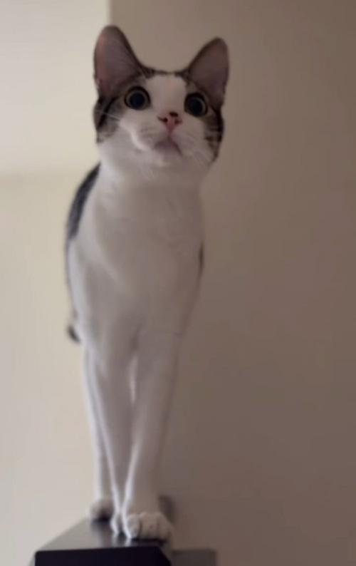 立っている成猫