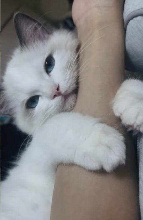 ママさんの腕に抱き付く子猫