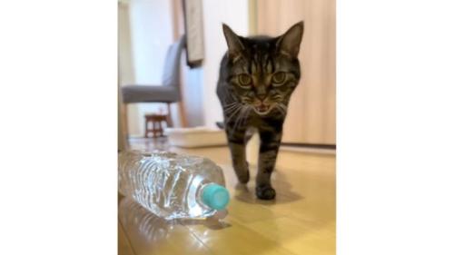 廊下を歩く猫