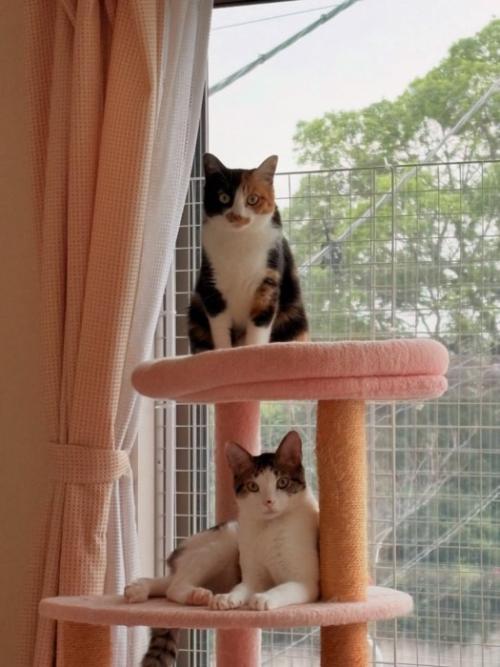 キャットタワーに乗る2匹の猫