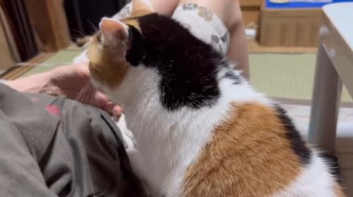 膝に乗りたそうな猫