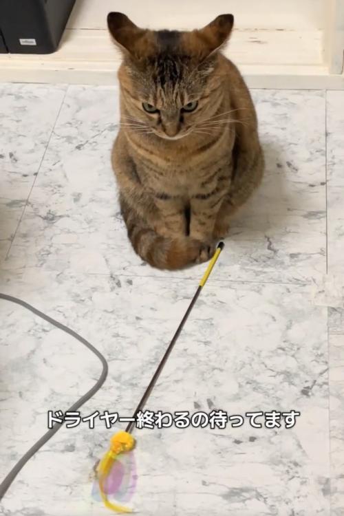 おもちゃの後ろに座る猫