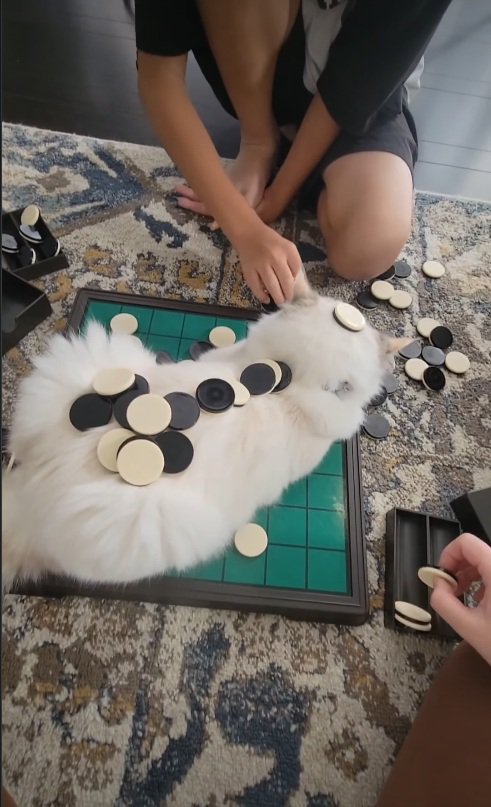 動じない