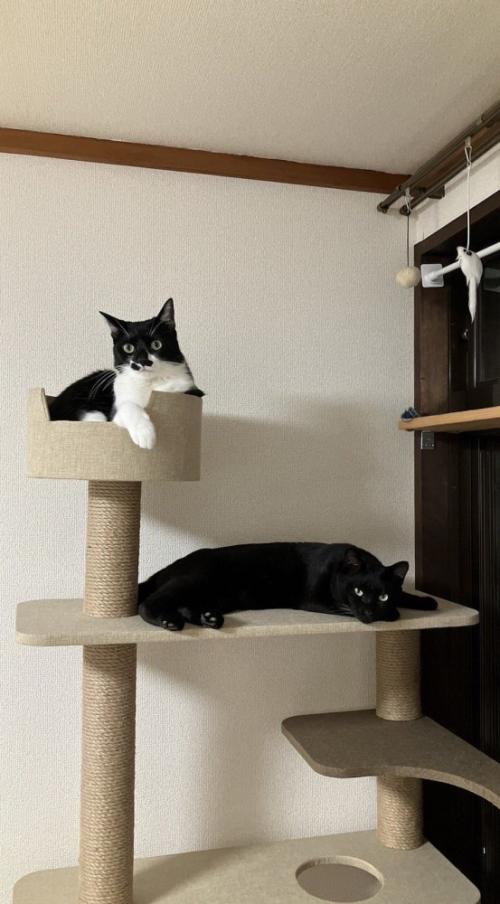 キャットタワーの上でくつろぐ2匹の猫