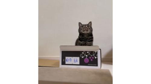 箱に入る猫