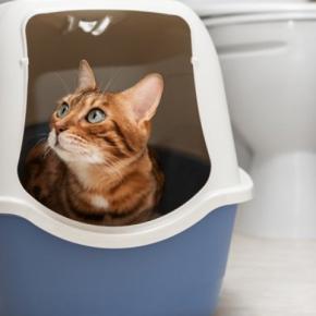 『猫砂の飛び散り』に困ったら試したい対策方法5つ 散らかりやすい理由や習性についても解説