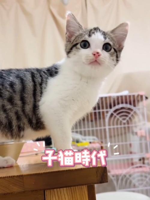 横を向く子猫