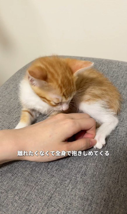 手を見る子猫