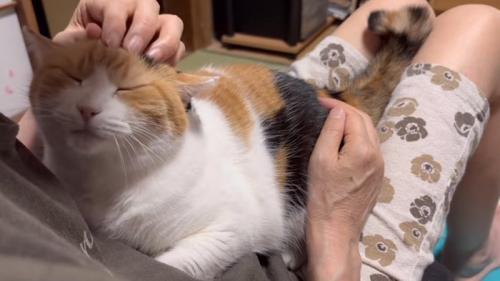膝の上に抱っこされている猫