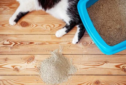 飛び散った猫砂