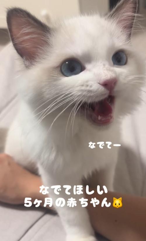 ママさんにナデナデを要求する子猫