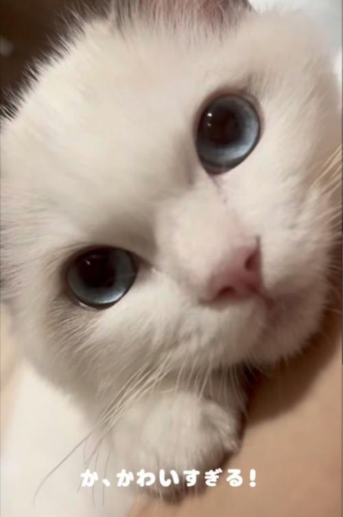 ママさんに甘える子猫のアップ