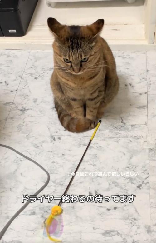 おもちゃを目の前に置く猫