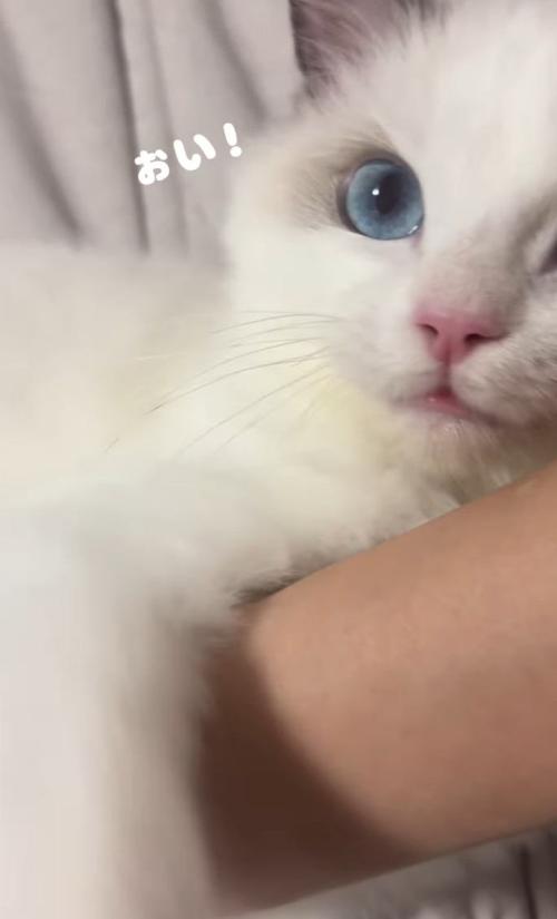 ママさんの腕を掴む子猫