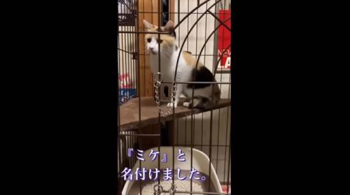 ケージの中にいる猫