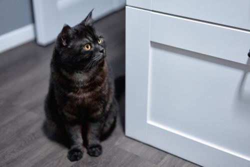 引き出しの前に座る猫