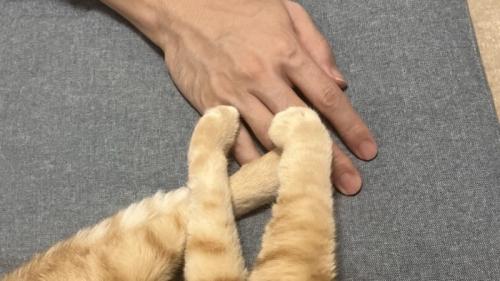 飼い主の手と猫の手足