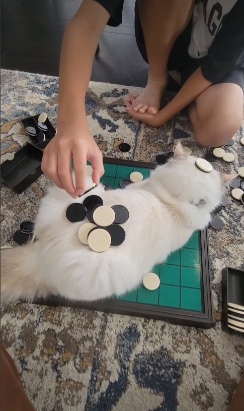 ノセロ