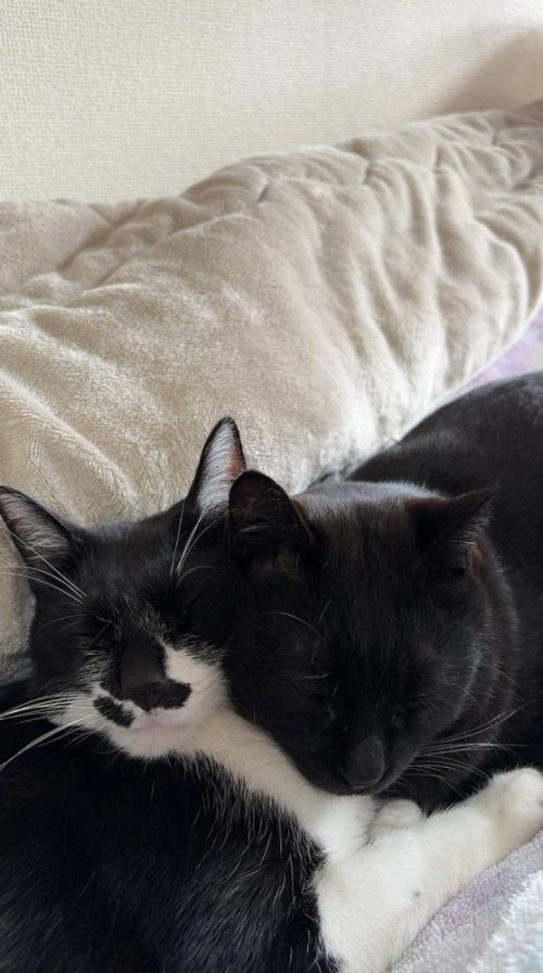 くっついて眠る2匹の猫