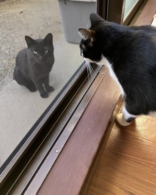 庭に座る黒猫と、家の中から黒猫を見つめる白黒猫