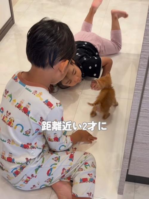 子どもたちに囲まれる子猫