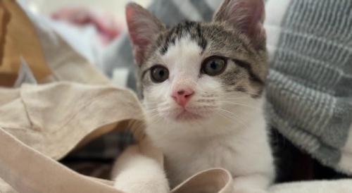 前を見ている子猫の顔
