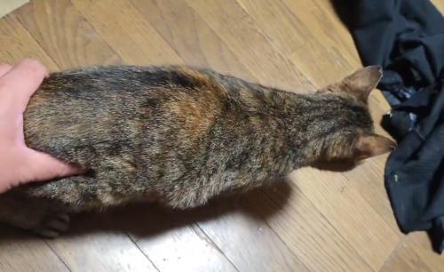 猫のお尻を片手で優しく掴む飼い主