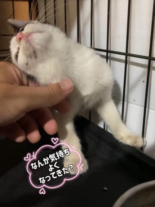 人の手に頭をつける猫