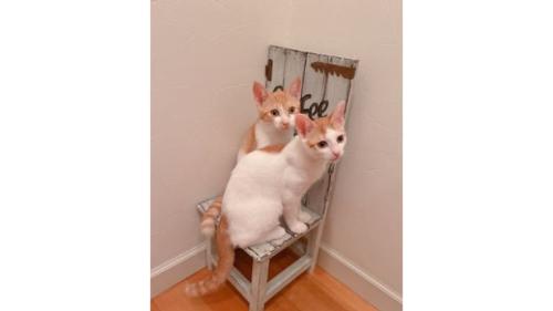 室内にいる猫