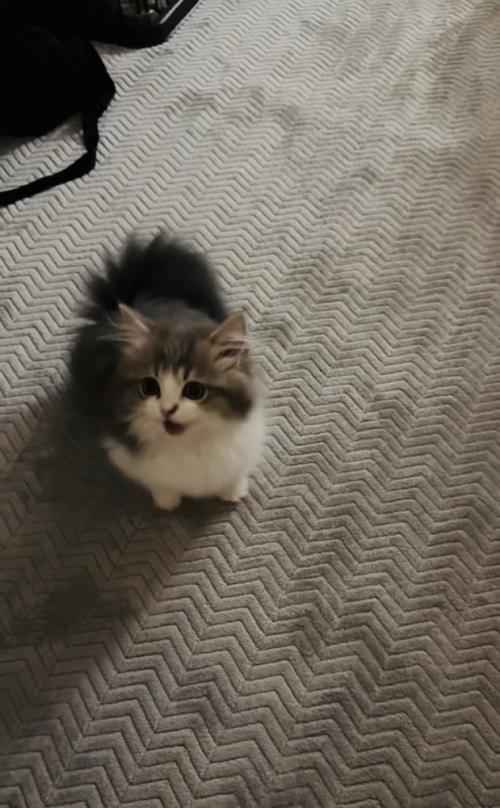 ママさんの呼び掛けに返事する子猫