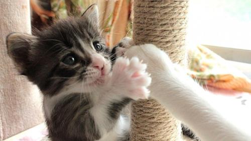 爪とぎにつかまり、母猫の手をにぎにぎする子猫