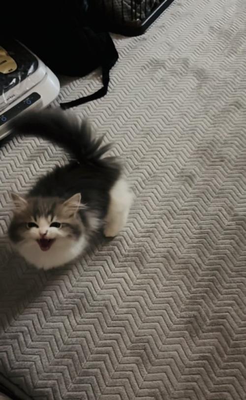 ママさんの呼び掛けに返事する子猫
