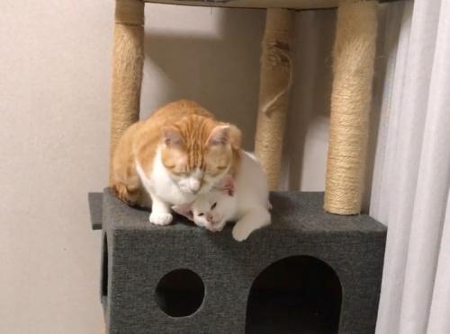 タワーの上にいる猫2匹