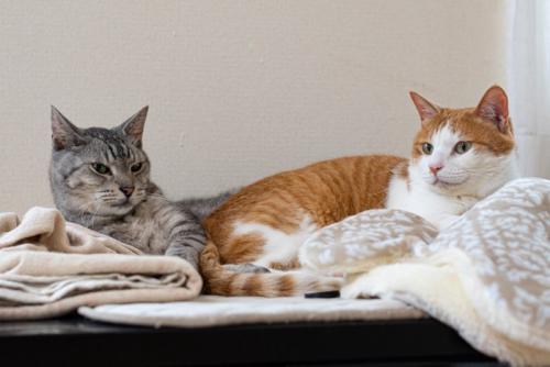 くつろいでいる2匹の猫