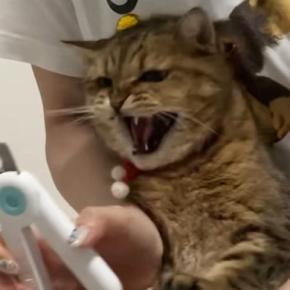 伸びてきた『爪』を切ろうとしたら…猫と飼い主の『譲れない戦い』に笑う人が続出「可愛すぎる抵抗w」「一人だと中々大変だよねw」