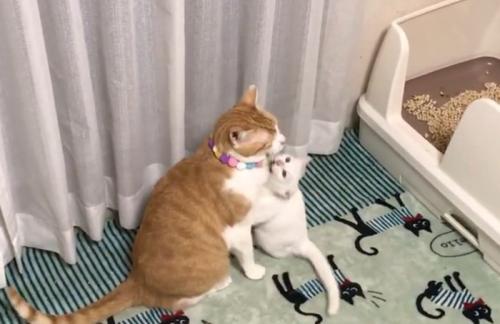 茶白に噛みつこうとする白猫