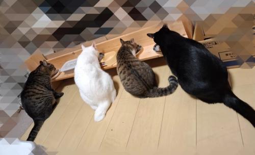 ごはんを食べている4匹の猫