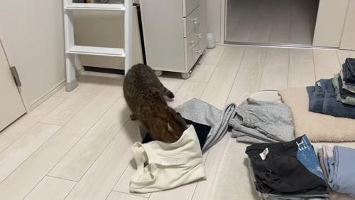 洗濯物にいたずらするみにらくん2