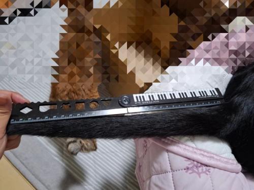 定規で猫のしっぽを測る