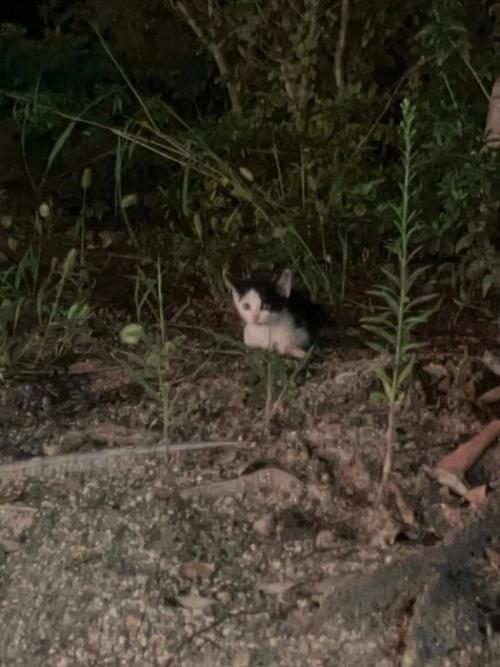 外にいる子猫
