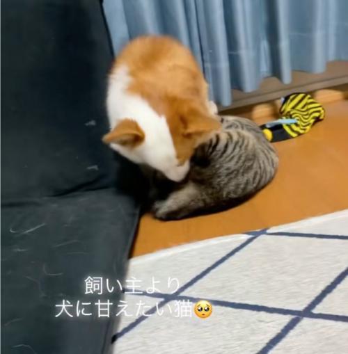 犬を引き留める猫