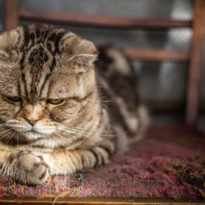 猫の見た目に表れる『喜怒哀楽』の感情サイン4選 どんな心理が隠れているの?見極めるポイントまで