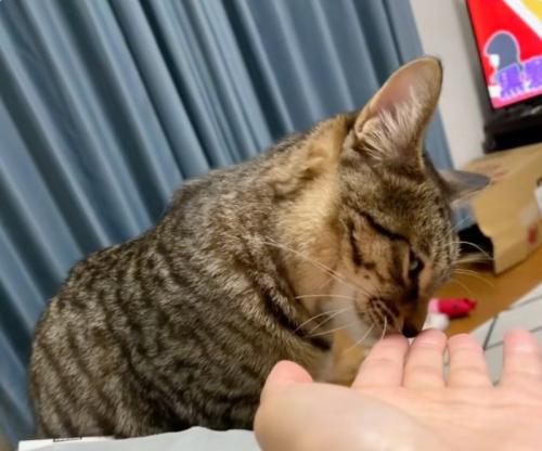 猫ちゃんに手を差し出す飼い主さん