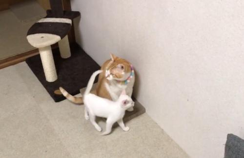 座る茶白の前を歩く白猫