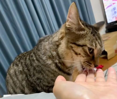 手を舐める猫